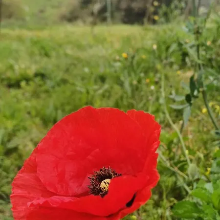 Quinta Da Pera Rocha Back Too Nature B&B 알코바카