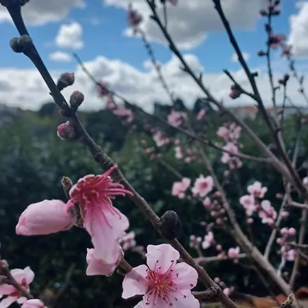 B&B Quinta Da Pera Rocha Back Too Nature *