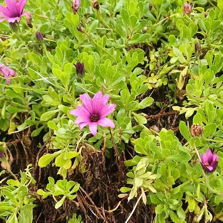 Quinta Da Pera Rocha Back Too Nature * 알코바카